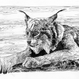 "Мальчик и рысь" Сетон-Томпсон