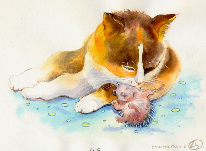 Тоська обнюхивает нового ежонка