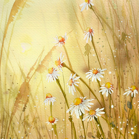 Мелкие полевые ромашки