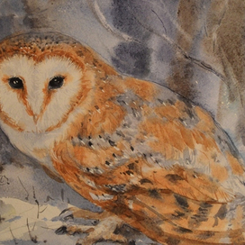 Сова сипуха