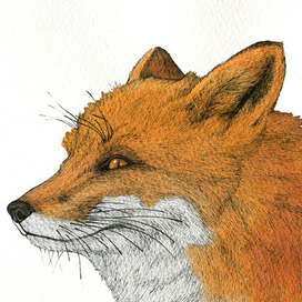 Хитрый лис.