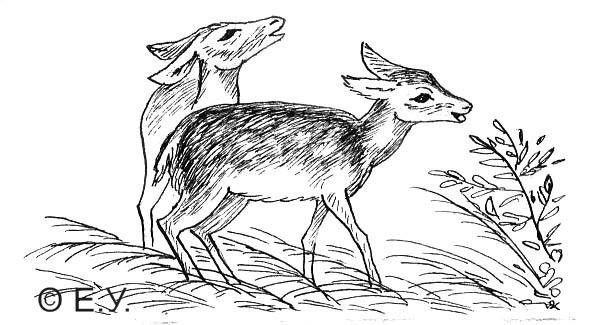 Иллюстрация к Дж.Дарреллу