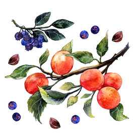 Ветка абрикоса