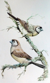 Кольчатые астрильды  (Double-barred Finch )