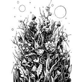 звёздные цветы