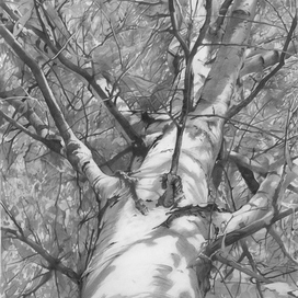 Осенняя береза