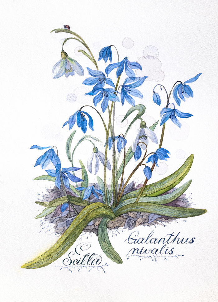 «Подснежник и пролеска сибирская»