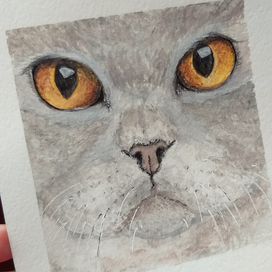 Портрет котика.