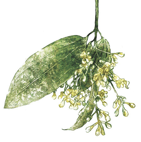 Специи ||| Гербарий для журнала «Вокруг Света»