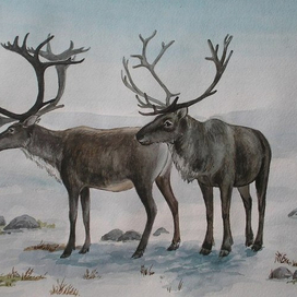 северные олени