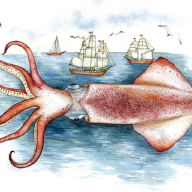 кальмар северный