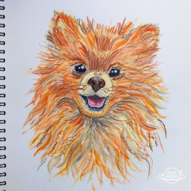 Портрет любимца. Шпиц акварель