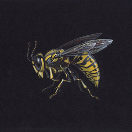 "Pest" 2-я серия 003