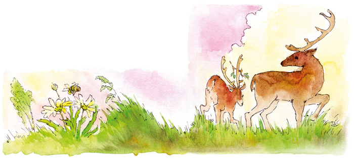 Олень и его сын на прогулке