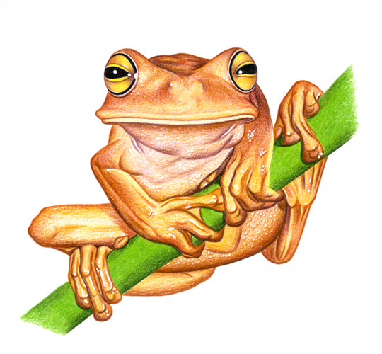 квакша-кузнец