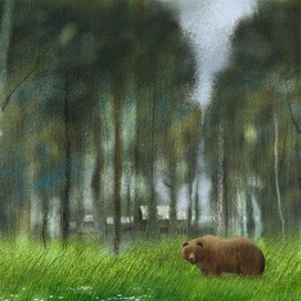 Сибирь - край непуганых медведей