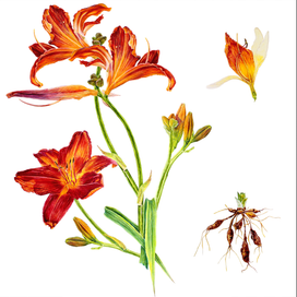 Лилейник оранжевый, ботаническая иллюстрация