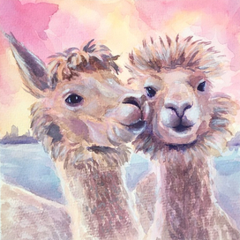 Нежные ламы