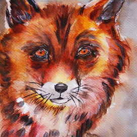 Red fox