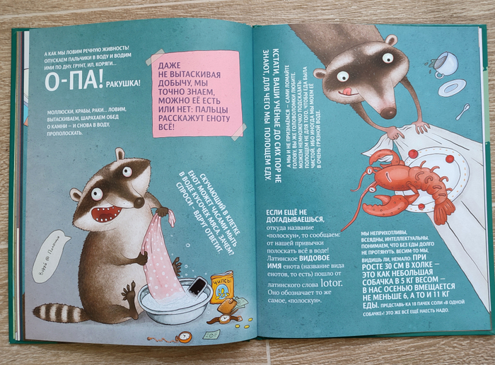 Чем хороши еноты