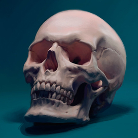 Skull