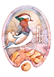 мандаринка