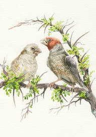 Красноголовая амадина