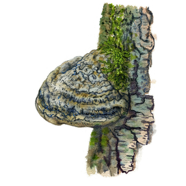 Трутовик (Fomes fomentarius)