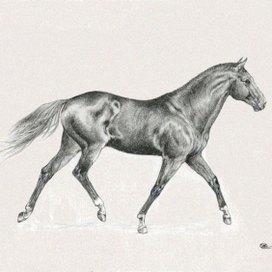 Budenov-horse