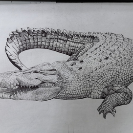 крокодил в графике