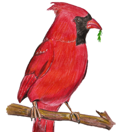 Красный кардинал