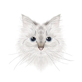 Портрет Кошки Новы