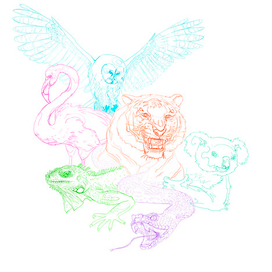 rainbow animals