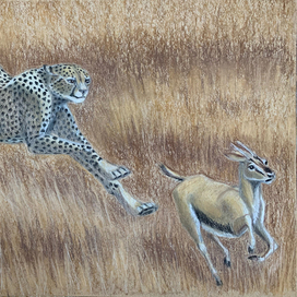 Гепард. Охота. Погоня за антилопой.