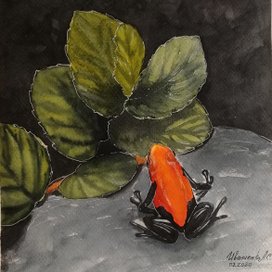 Тропический лягушонок