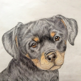 Щенок ротвейлера