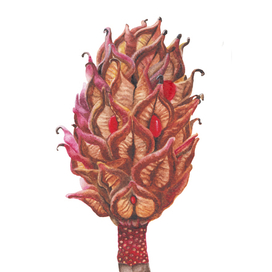 Magnolia pod