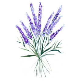 ЛАВАНДА.jpg