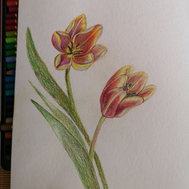 Два тюльпана 