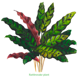 Ботаническая иллюстрация. Hoya Krimson Queen