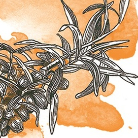 Веточка облепихи