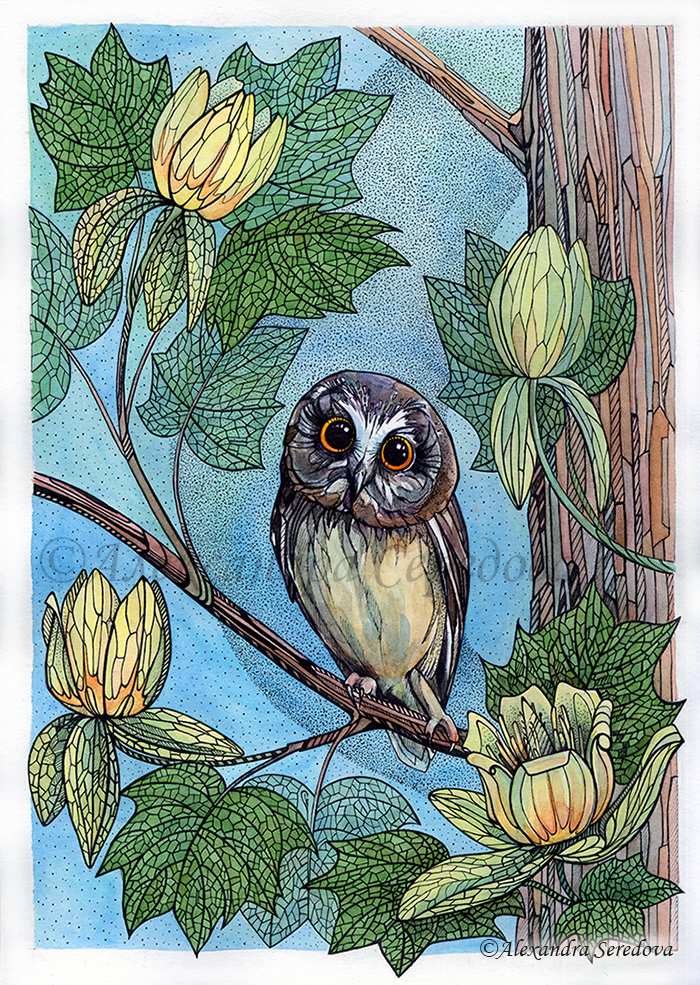 Совушки. Сычик на тюльпанов дереве.