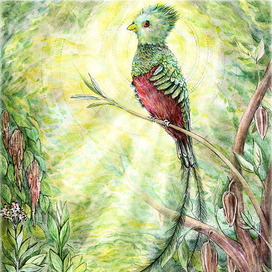 Птица Кетсаль и майянские джунгли