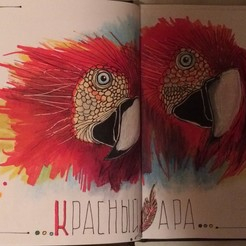 Красный Ара