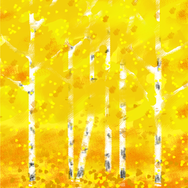 берёзы, осень