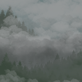 Лес в тумане 