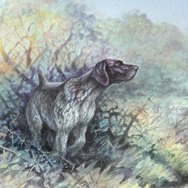 Подружейные собаки. Немецкая короткошерстная легавая - курцхаар.