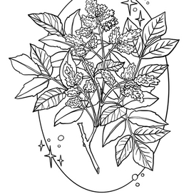 Ясень раскраска