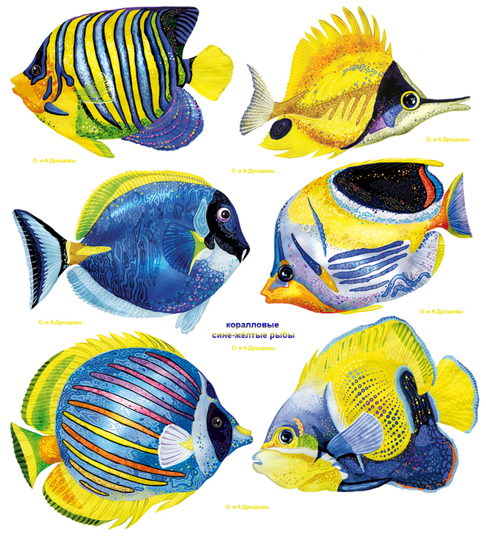 Коралловые рыбы сине-жёлтого цвета