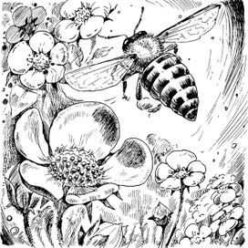 сбор мёда...